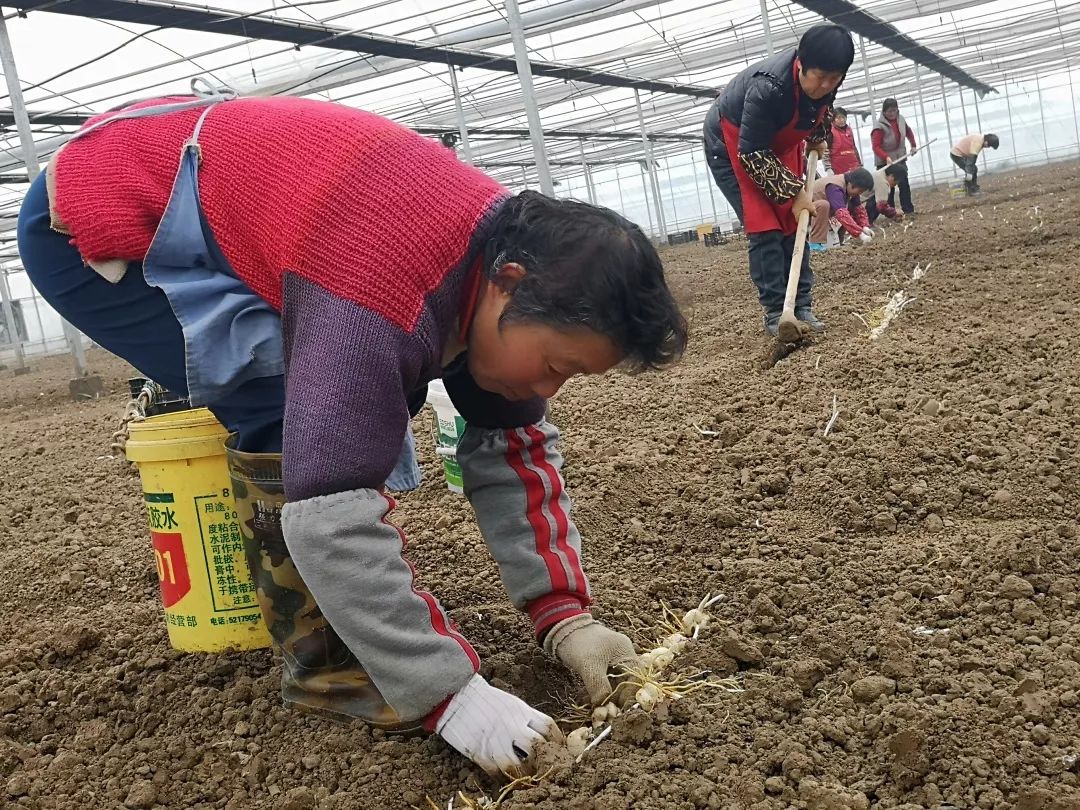 沪郊冬魅｜寒冬岁杪，清供一盆馨香，又到一年水仙时