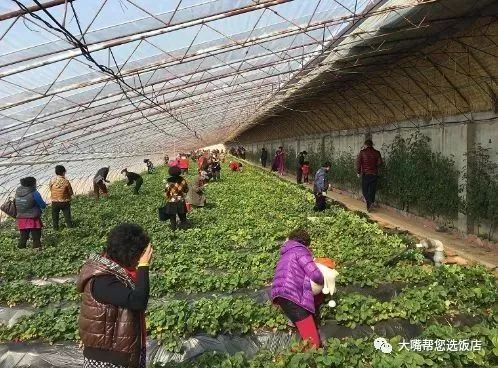 大连摘草莓一日游,大连摘草莓适合去的地方