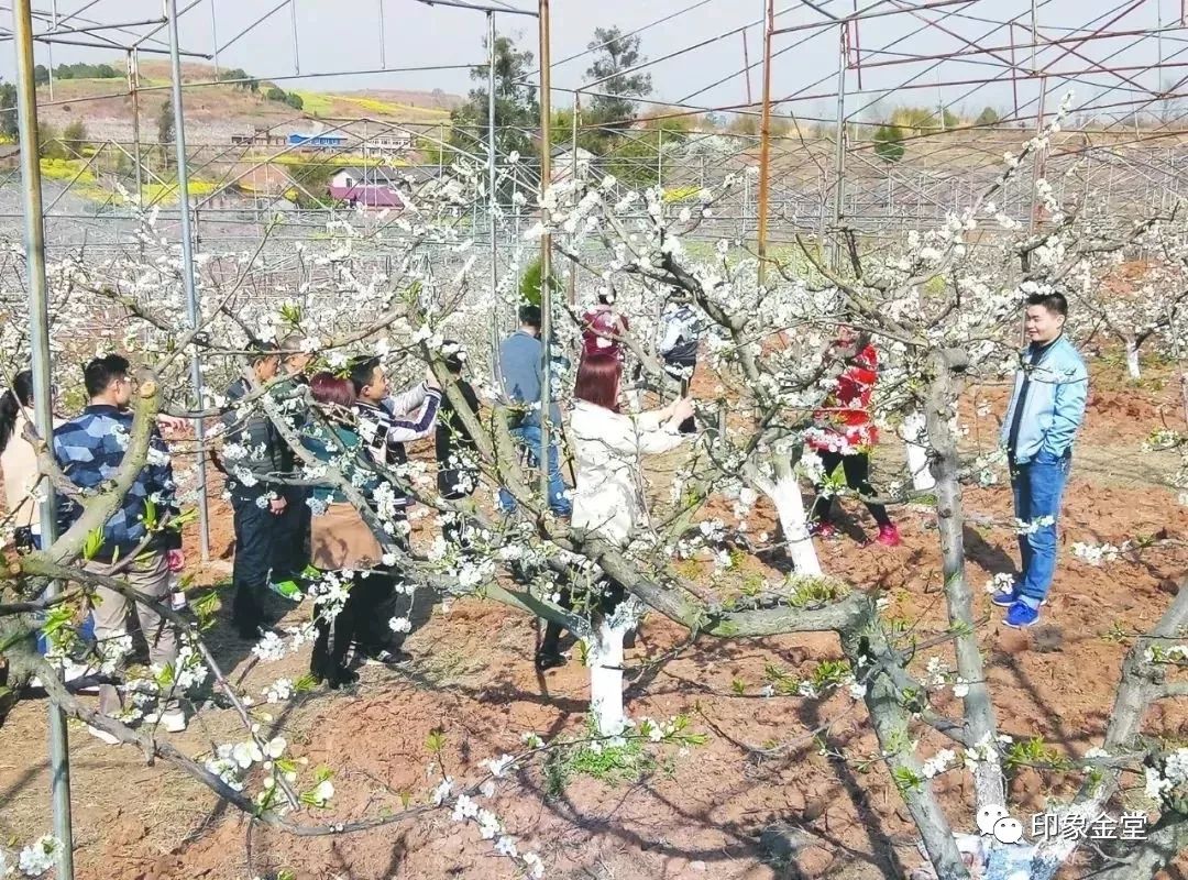 金堂赏花最佳地点时间,金堂赏花之梨花篇