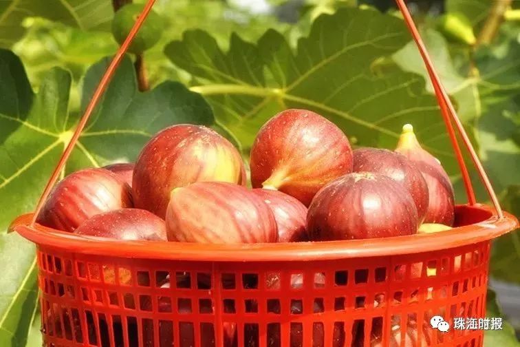 十大美丽海岛自驾游,自驾游体验摘果