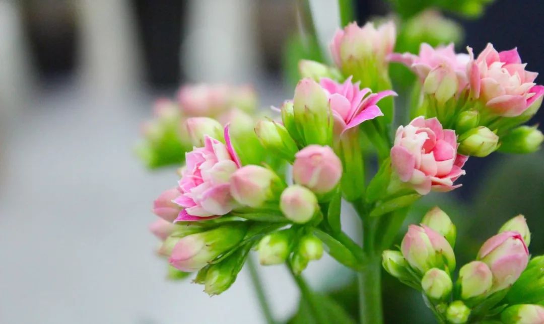 新年诗词十首精选,八首福气诗词送你新年满满的福气