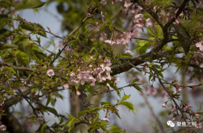 福建三明看樱花的地方,三明樱花在哪里
