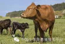 肉牛养殖技术和方法,肉牛育肥牛养殖