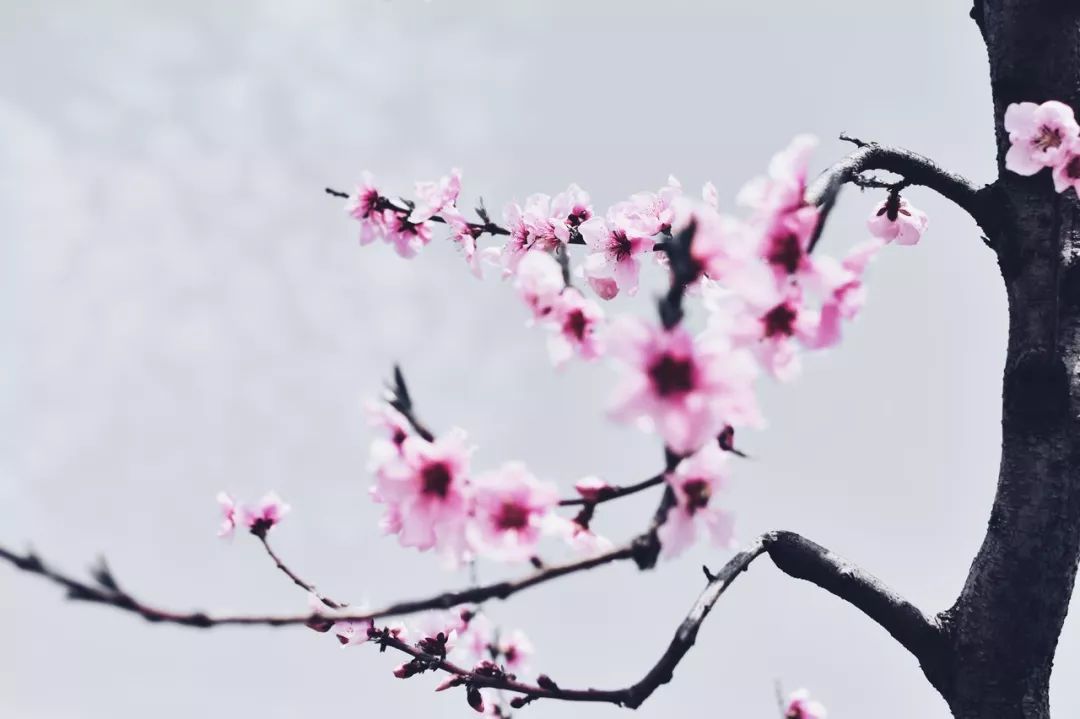 我见过最才华横溢的诗,关于才华横溢的诗句有哪些