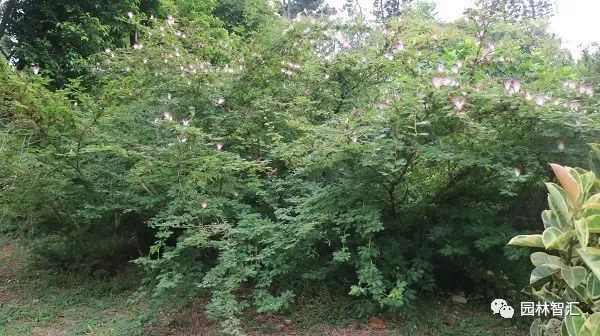 合家欢乐｜*欢合**、珍珠金*欢合**、香水*欢合**