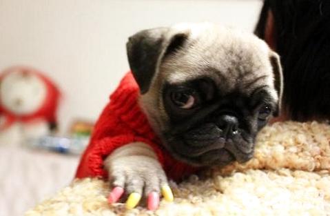 狗剪指甲剪到血线怎么办,如何给狗狗剪指甲看血线