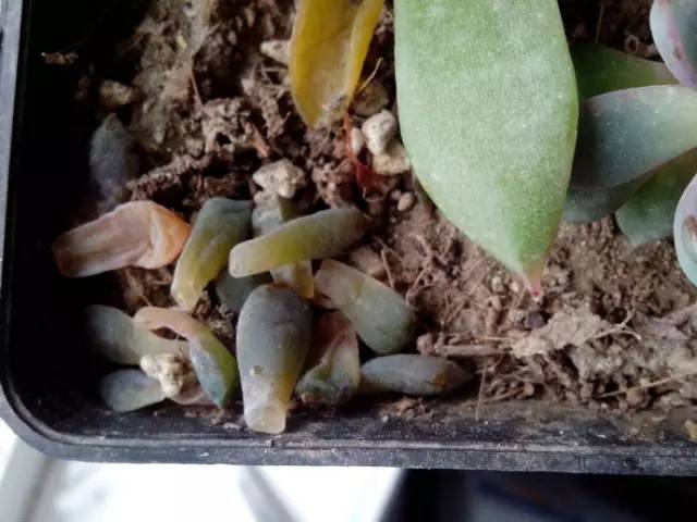 网购来的多肉叶片化水怎么办,施肥会导致多肉叶片化水吗