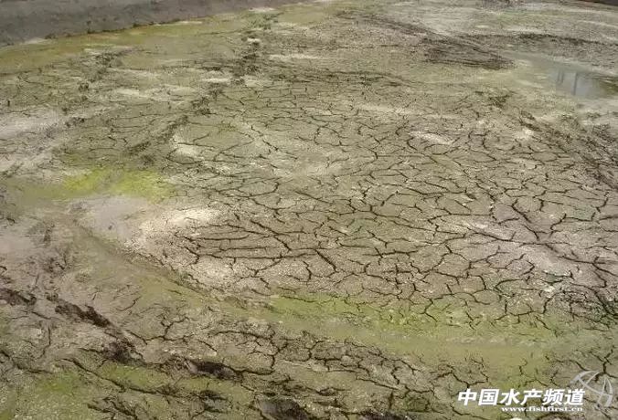 生石灰能治哪几种鱼病,鱼病了不开口怎么办