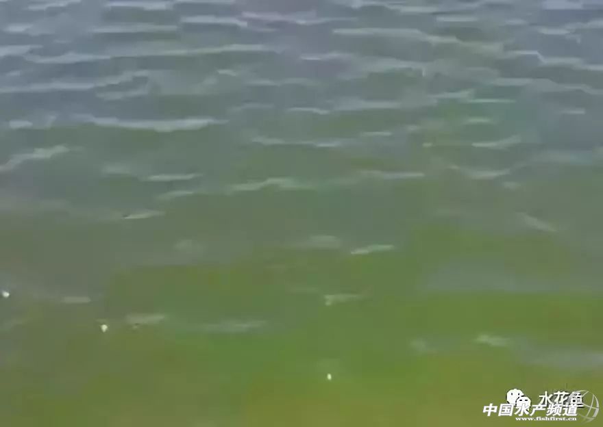 生石灰能治哪几种鱼病,鱼病了不开口怎么办