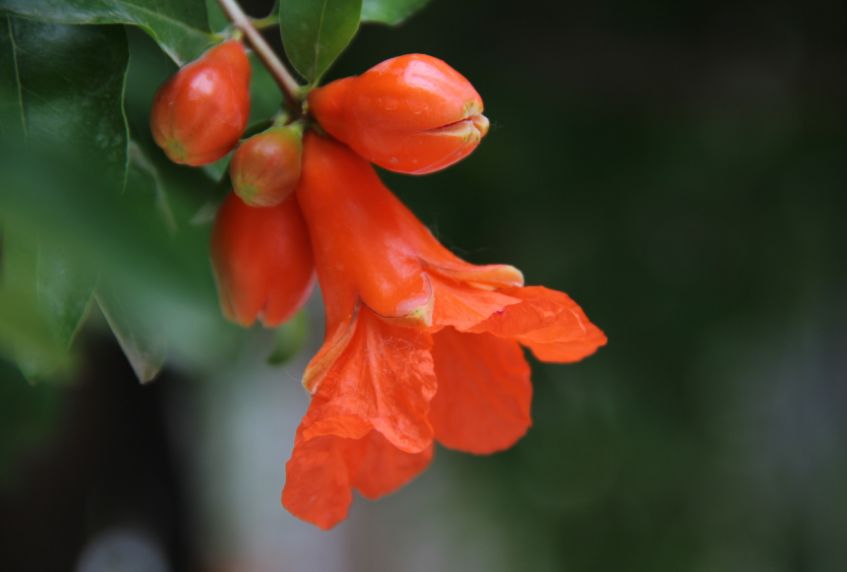 春天吃花要注意！吃错会中毒，头晕恶心呕吐，每年都有人中招