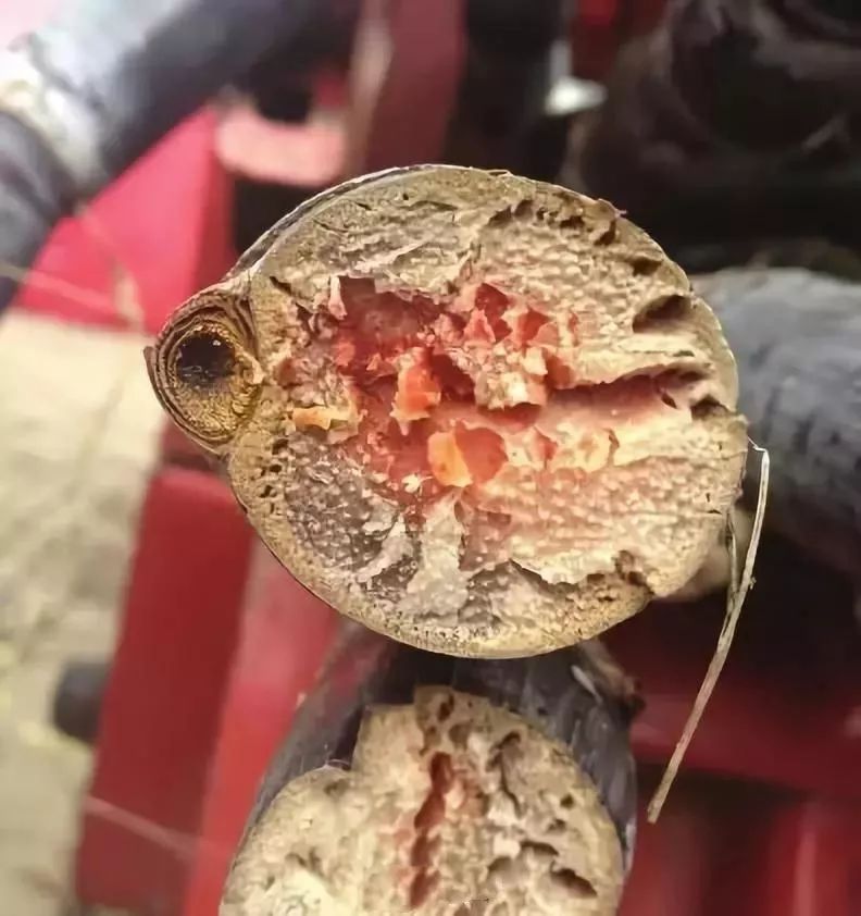 甘蔗里面发红是怎么回事,芯芯发红的甘蔗要全部扔掉吗