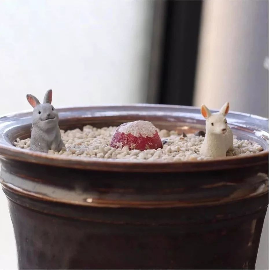 情人节趣味多肉,情人节多肉