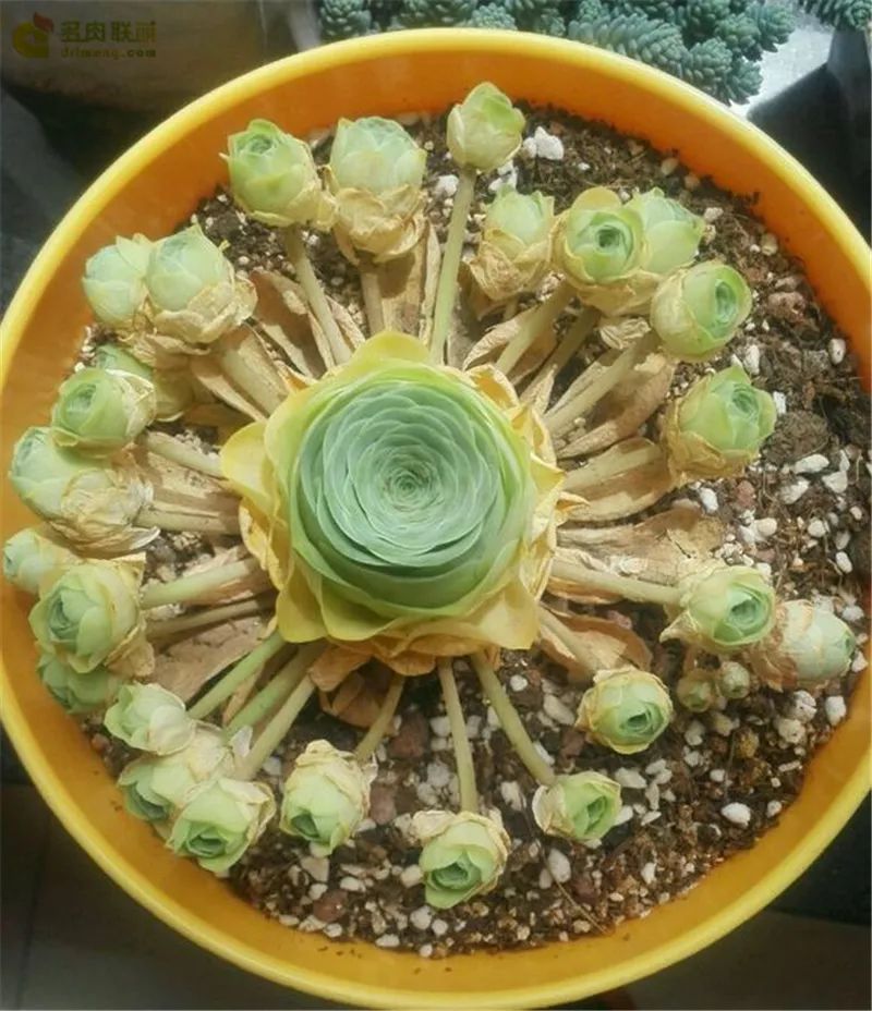 情人节浪漫仪式感玫瑰花,浪漫情人节甜蜜献礼