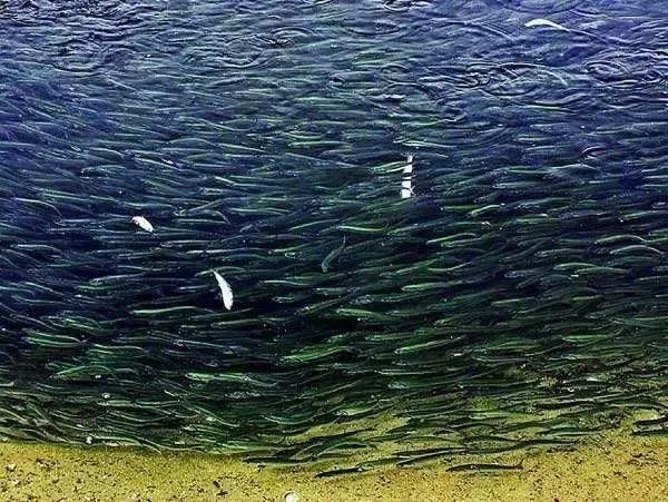 想象不到的人间美味，长江凤尾鱼，以后吃不到啦！