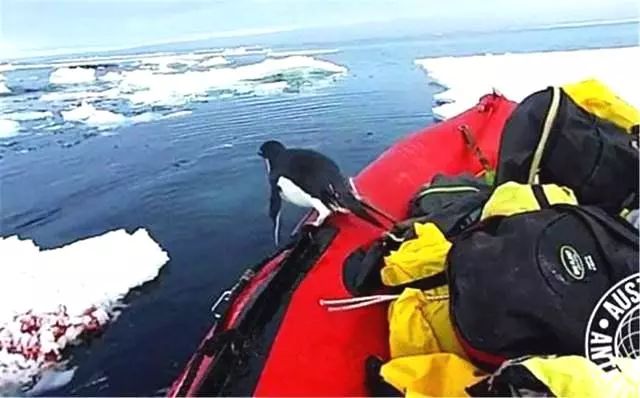 企鹅上岸一脸懵,企鹅跳到船上发现不对赶紧溜了