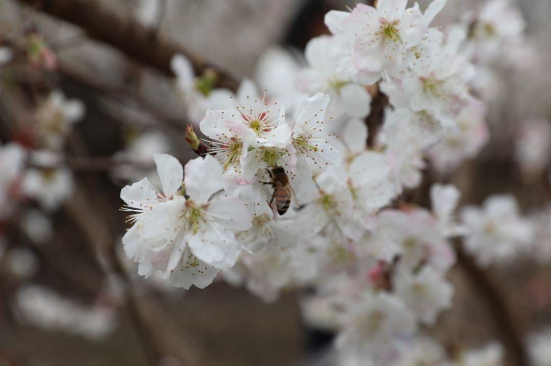 发耳镇樱桃花航拍视频出炉！敢不敢来行一场飞花令？开始！
