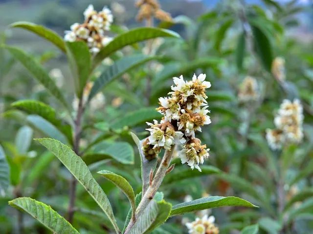 冬季才能酿得的“枇杷蜜”，甜润生津，稀少珍贵