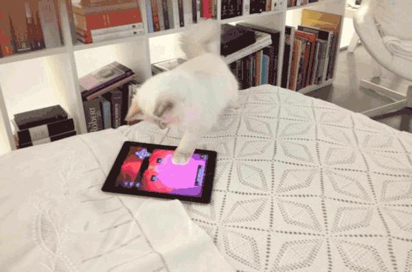 21亿遗产继承猫,继承21亿财产的猫