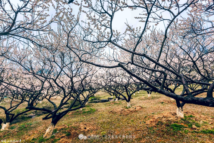 这个藏于梅花深处的山庄，让你抛却繁杂静享浮光