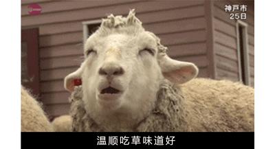 作为内蒙人,山羊这么牛的生物,竟然不了解?