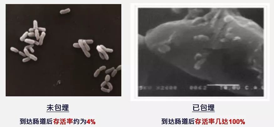 喝水排肠毒清宿便的方法,万病之源肠道菌群