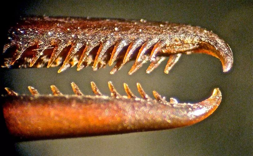 你见过企鹅破壳的瞬间吗,你见过企鹅下蛋吗