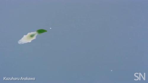 你见过企鹅破壳的瞬间吗,你见过企鹅下蛋吗