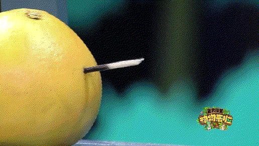 企鹅单身日记：我就是“吃饭睡觉打豆豆”里的豆豆