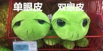 猫拉了双眼皮的感受,猫咪为啥拉双眼皮