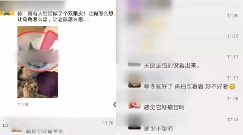 有人竟花1万给猫拉了双眼皮！网友炸锅：考虑过猫的感受吗？