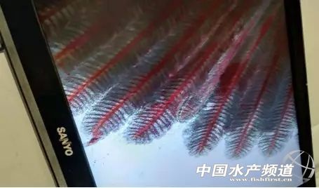 石斑鱼解剖与鱼病,养殖的石斑鱼大量死亡是什么病