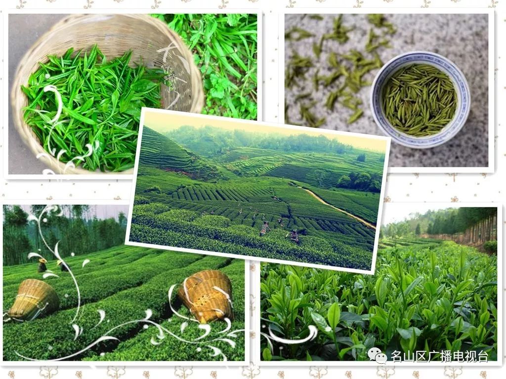 预告｜3月1日，cctv-2要直播名山哦……