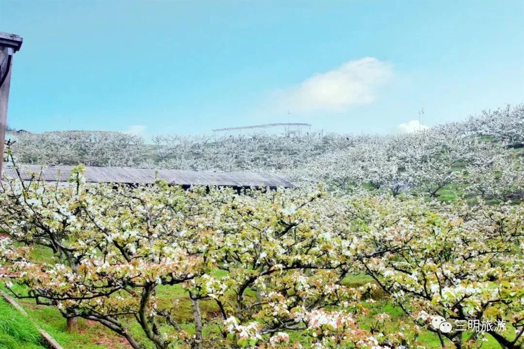 这是一份来自三明的“春天使用说明书”，请仔细阅读！