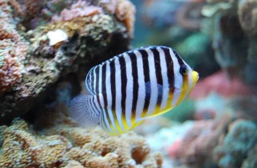 起起伏伏教程,海缸珊瑚的饲养