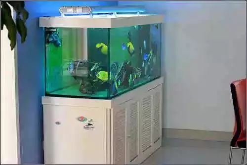 起起伏伏教程,海缸珊瑚的饲养