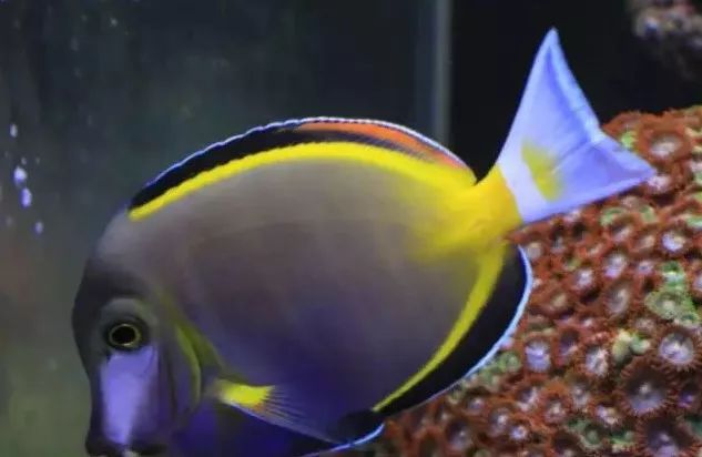 起起伏伏教程,海缸珊瑚的饲养