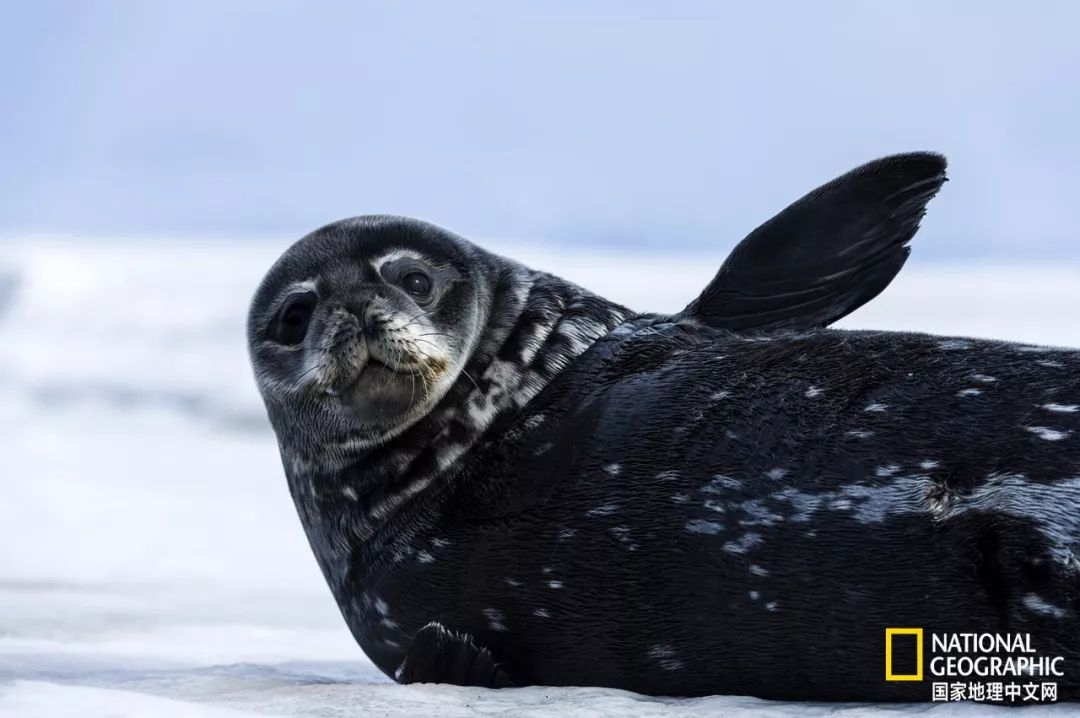 被这肉球萌得生无可恋，只想揉搓它