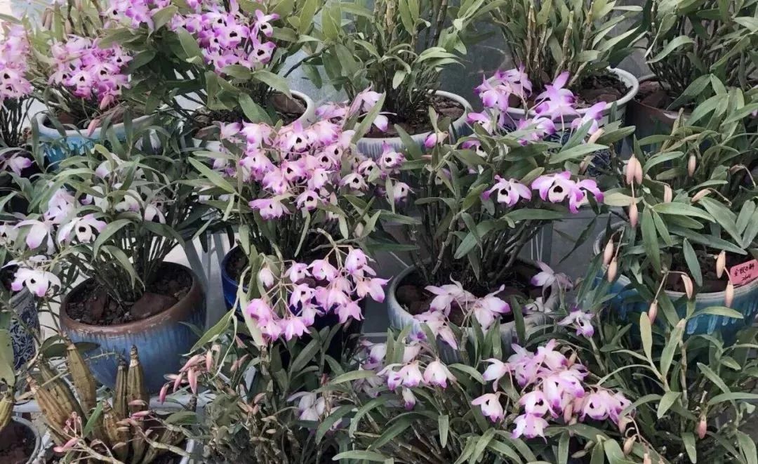 花市买花推荐,今年的花市在哪里逛