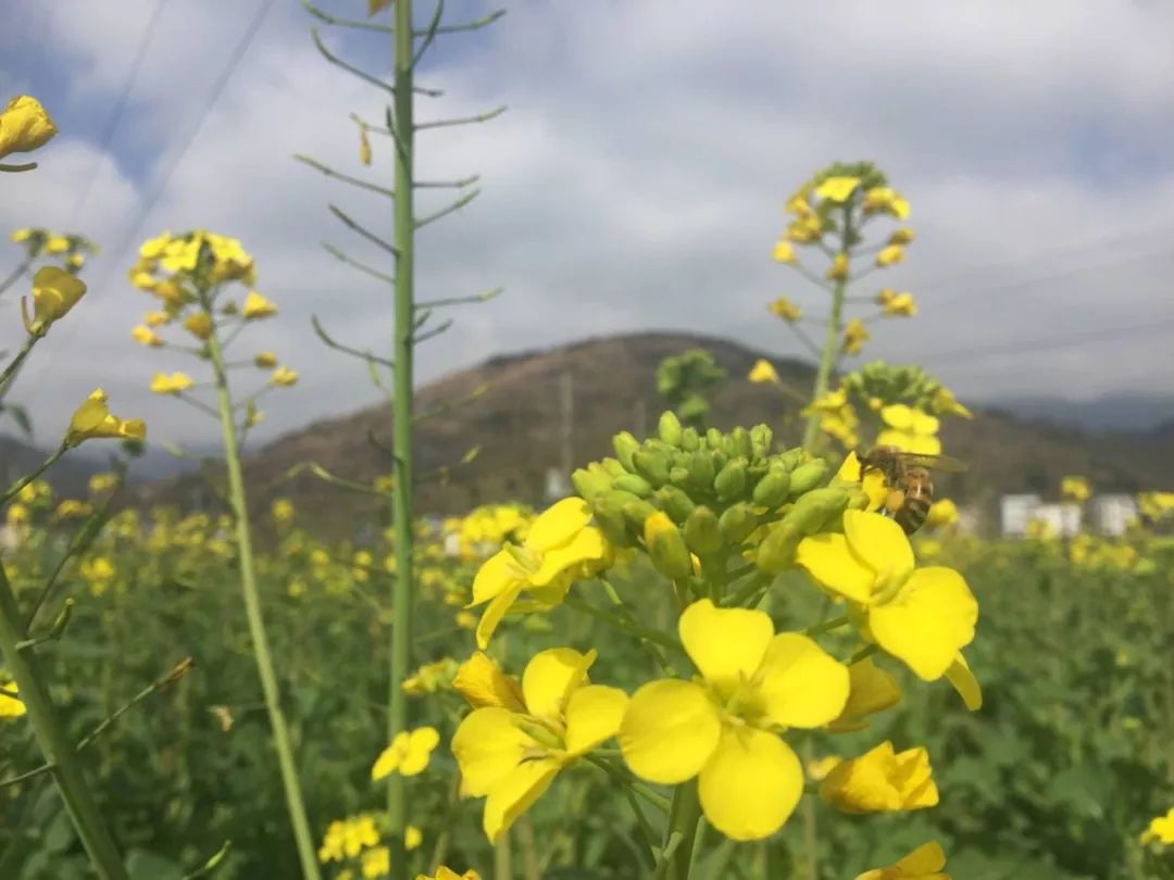 这些东西统统免费却让人幸福感爆棚！有多少秀山人享受到了？