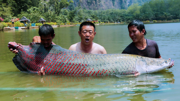 泰国艾克索公园巨物钓场,泰国巨物池钓鱼费用
