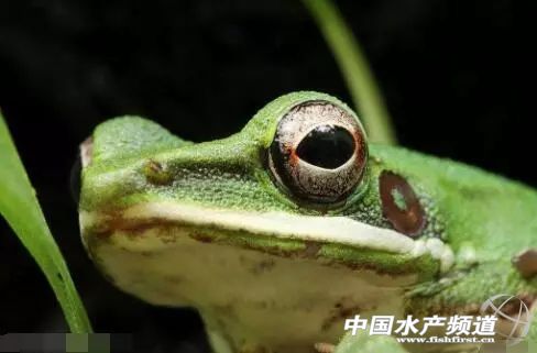 养殖青蛙池建设,养殖青蛙的前景如何