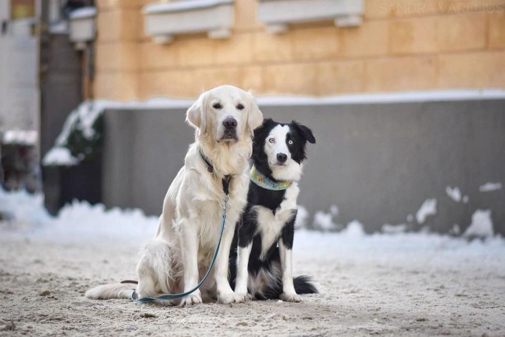 生活在这里的狗子，上辈子一定拯救过银河系｜芬兰制造Part2