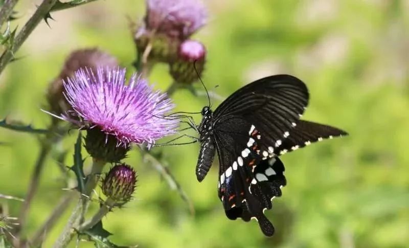 这是一份来自三明的“春天使用说明书”，请仔细阅读！