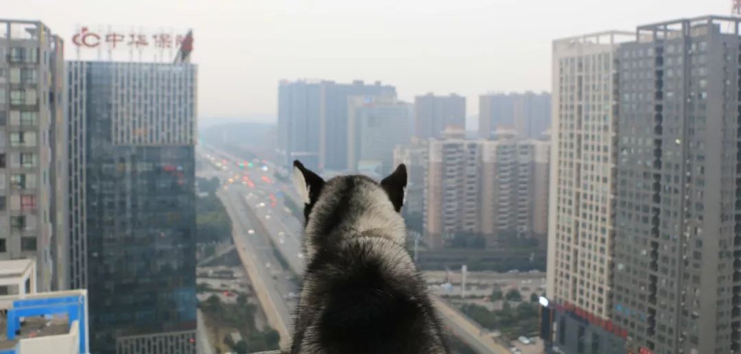 家养鹅当宠物需要注意什么,与宠物接触要注意什么