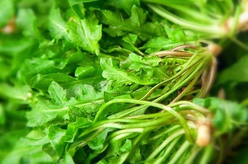 早起的鸟儿有虫吃用英语表达,早起的鸟儿有虫吃美句