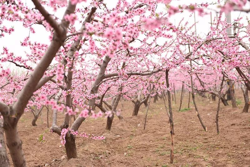 最美人间四月天去哪里旅游,最美人间四月天正是出游好时节