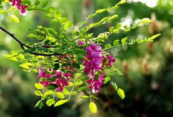 鹿泉网红打卡地免费,鹿泉太平河网红打卡圣地