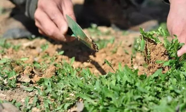 宿州野菜,挖野菜的视频火了