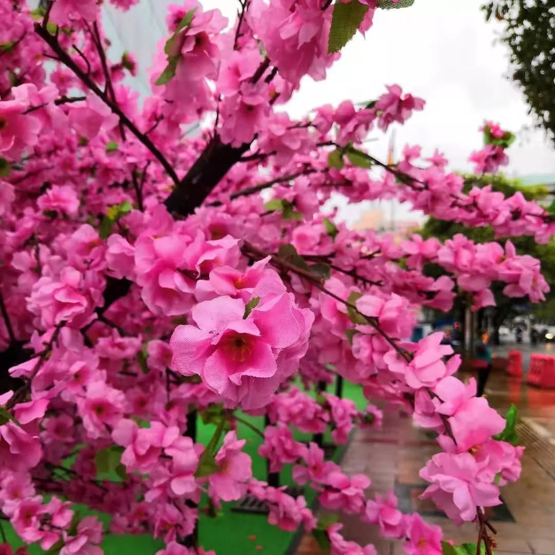 玉林很像西藏网红打卡地景区,玉林市油菜花网红景点