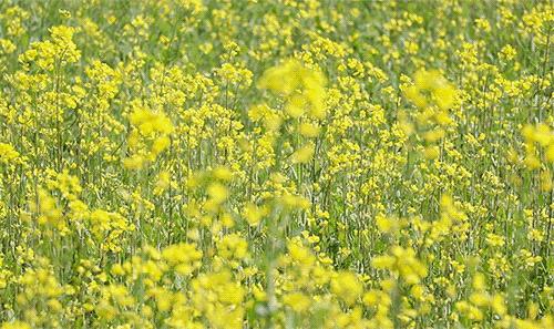 急急急！全城寻找缺牙、难看牙市民，每人最高获助20000元！